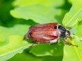 Melolontha melolontha