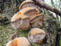Mensularia_radiata.jpg