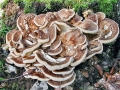Meripilus_giganteus.jpg