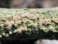 Merismodes_anomala.jpg