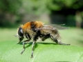 Merodon equestris