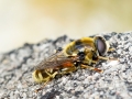 Merodon moenium