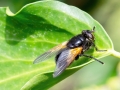 Mesembrina_meridiana.jpg