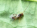 Mesochorus_spec.jpg