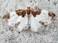 Mesoleuca albicillata