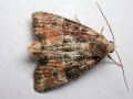 Mesoligia_furuncula.jpg