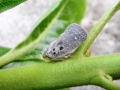 Metcalfa pruinosa