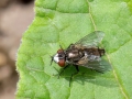 Metopia_argyrocephala.jpg