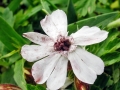 Microbotryum lychnidis-dioicae