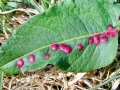 Microbotryum pustulatum