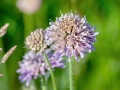 Microbotryum_scabiosae.jpg