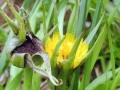 Microbotryum tragopogonis-pratensis