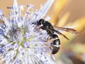 Microdynerus_longicollis.jpg