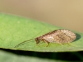 Micromus_angulatus.jpg