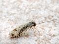 Micromus variegatus