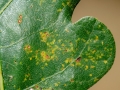 Microstroma album