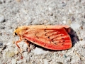 Miltochrista_miniata.jpg