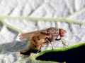 Minettia_fasciata_agg.jpg
