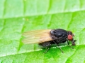 Minettia longipennis