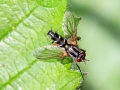 Mintho_rufiventris.jpg