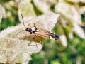 Miris_striatus.jpg