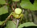 Misumena vatia