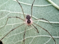 Mitopus morio