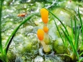 Mitrula_paludosa.jpg