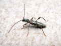 Molorchus_minor.jpg