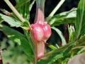 Mompha_spp.jpg