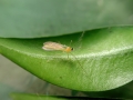 Monarthropalpus_buxi.jpg