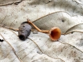 Monilinia johnsonii