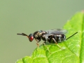 Monodontomerus_obscurus_Weibchen.jpg