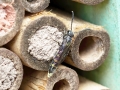 Monosapyga_clavicornis_Weibchen.jpg