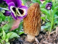 Morchella conica