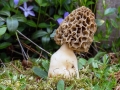 Morchella esculenta var. crassipes