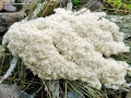 Mucilago_crustacea_crustacea.jpg