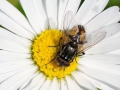 Musca_autumnalis_Maennchen.jpg