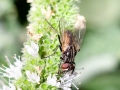 Musca_domestica_Maennchen.jpg