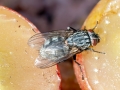 Muscina_levida_Weibchen.jpg