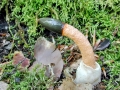 Mutinus caninus