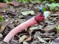 Mutinus ravenelii