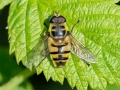 Myathropa_florea_Maennchen.jpg