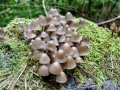 Mycena_alcalina.jpg