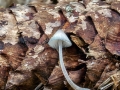 Mycena_amicta.jpg