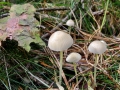 Mycena epipteryhia