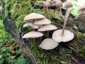Mycena galericulata