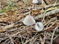 Mycena_galopus.jpg