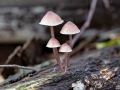 Mycena_haematopus.jpg