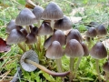 Mycena_inclinata.jpg